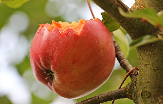 forbidden fruit Pixabay apple-1569011_1280